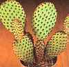 opuntia rufida - увеличить фото
