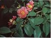 camellia - увеличить фото