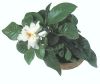 gardenia_jasminoides - увеличить фото