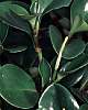 peperomia_clusiifolia - увеличить фото