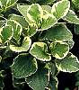 peperomia_obtusifolia_f.variegata - увеличить фото