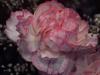 dianthus