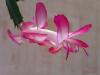 shlumbergera01