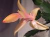 shlumbergera03