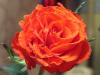 Rose1