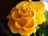 Rose2