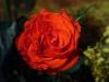 Rose3