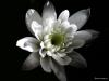 chrysanthemum01