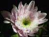 chrysanthemum02