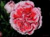 dianthus