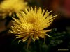 flower 1