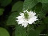 flower 2