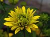 flower 3