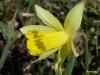 narcisus