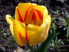 flower 1