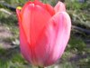 flower 2