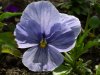 flower 3