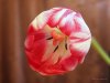 flower 4