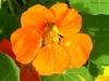 tropaeolum 1