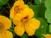 tropaeolum 2