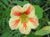 tropaeolum 3