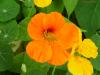 tropaeolum 4