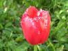 tulipa01