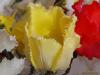 tulipa02