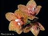 orchid01