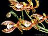 orchid02
