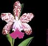 orchid04