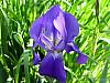 flower 1