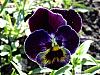 flower 2