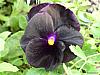 flower 3