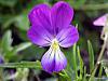 flower 4