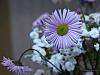 flower 4