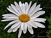 flower 3