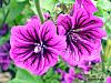 flower 1