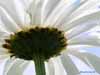 flower 3