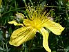 flower 1