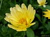 flower 2