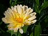 flower 4