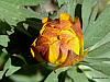 flower 3